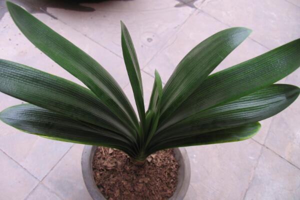 君子蘭開花前有什么預(yù)兆，新葉長(zhǎng)出、根部膨脹