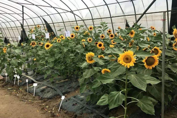 盆栽向日葵如何養(yǎng)殖，保證盆土適宜以及光照充足