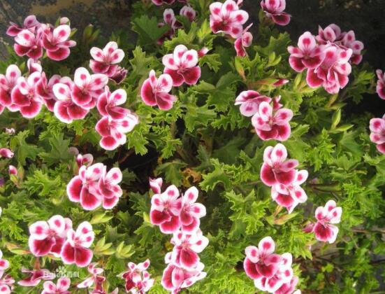 天竺葵適合放室內(nèi)養(yǎng)嗎，導(dǎo)致皮膚過敏、頭暈、胸悶(不建議)