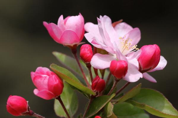 海棠花有哪些品種圖片，四種海棠圖片欣賞
