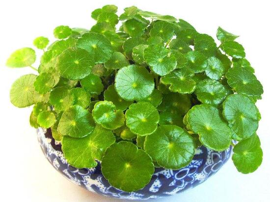 銅錢草有哪些品種，銅錢草品種圖片大全