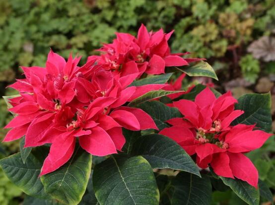 一品紅花期多長時(shí)間，一品紅花期長達(dá)100天(12月-次年2月)