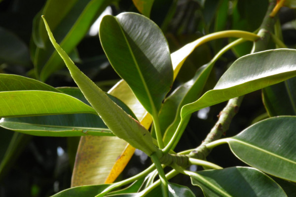 橡皮樹的繁殖方法，扦插/壓條/水培繁殖等