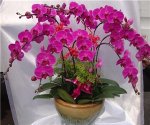 蝴蝶蘭開(kāi)花期怎樣管養(yǎng)