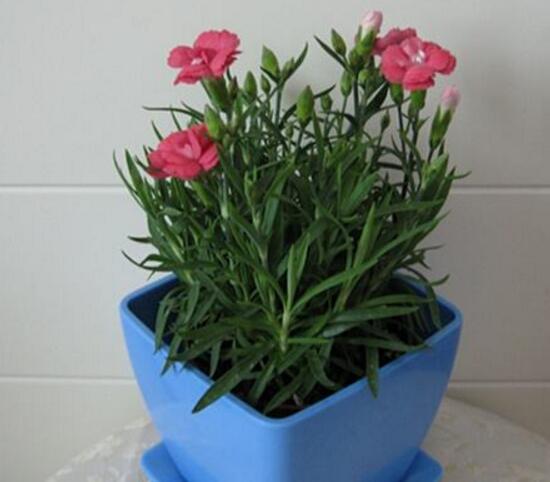 康乃馨爛根還能活嗎，康乃馨爛根怎么辦