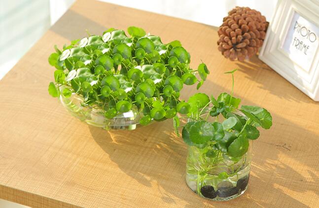 銅錢草怎么剪枝水培，剪成一根勤換水