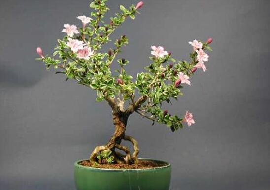 六月雪怎么修剪圖解，六月雪修剪方法