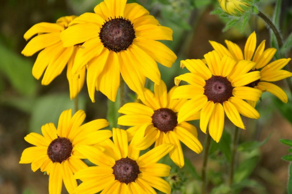 黑心菊怎么養(yǎng)殖，做好以下4點(diǎn)是關(guān)鍵