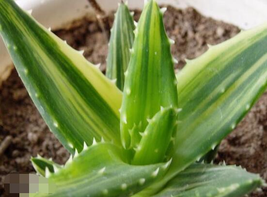 蘆薈的繁殖方法，五種方法蘆薈盆盆爆滿