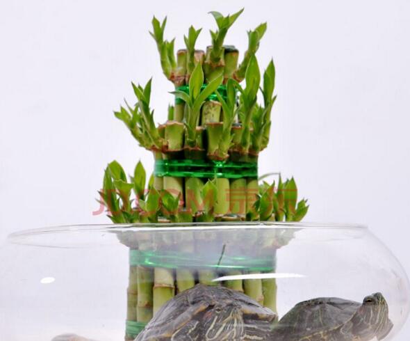 富貴竹的水培方法，水質(zhì)要求特別高