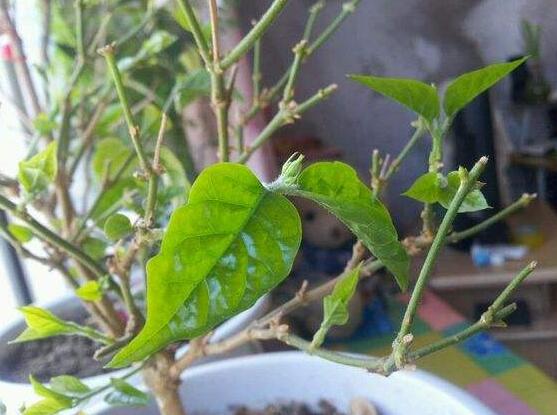 茉莉的修剪方法，教你兩種簡單易學(xué)的操作方法(生長期與休眠期)