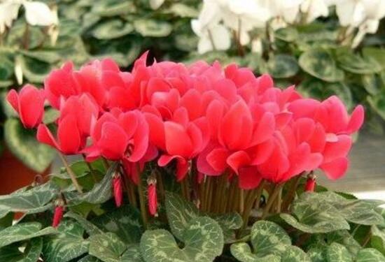 仙客來如何澆水，仙客來澆水方法