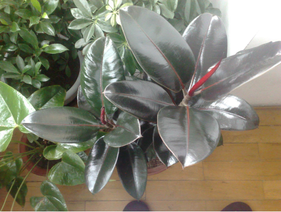 橡皮樹放在哪里旺風水，盤點四個最佳位置(客廳/書房/陽臺/玄關)