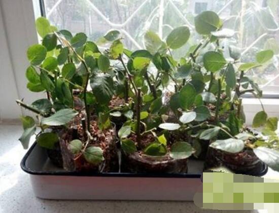 薔薇花怎么扦插，薔薇花扦插方法