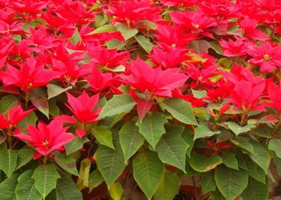 一品紅怎么養(yǎng)，一品紅養(yǎng)殖方法