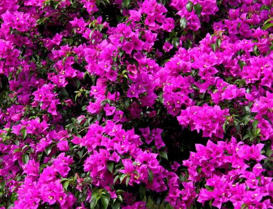 三角梅爛根處理辦法，三角梅七大爛根處理辦法