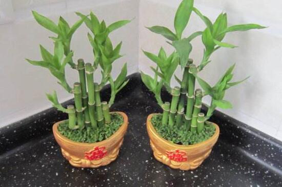 富貴竹的種類有哪些，盆栽富貴竹圖片大全