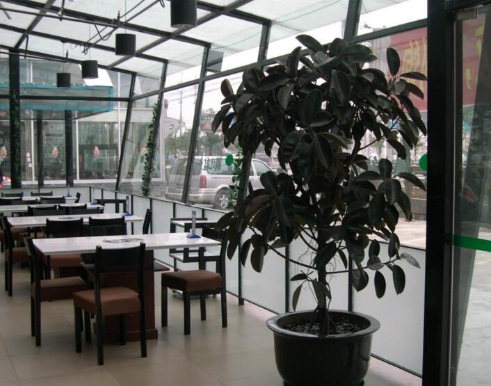 橡皮樹(shù)落葉子怎么回事，中自然原因和病害5種原因造成的