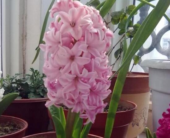 風(fēng)信子什么時(shí)候開花，風(fēng)信子開花后怎么處理