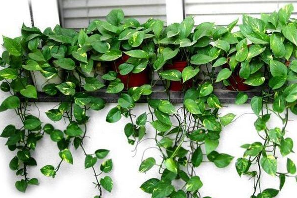 家里為什么不能放綠蘿，是因為有毒嗎