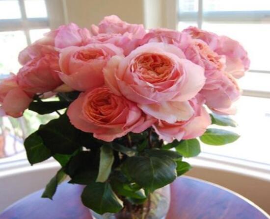 月季水插方法詳解，做好六點(diǎn)簡(jiǎn)單基本步驟生根發(fā)芽快/存活率高