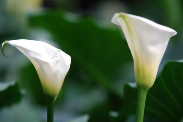 馬蹄蓮種球怎么種植，上盆前先對(duì)種球清洗消毒