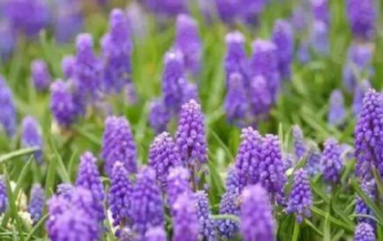 風(fēng)信子的水培方法，簡(jiǎn)單易學(xué)的四大水培基本步驟