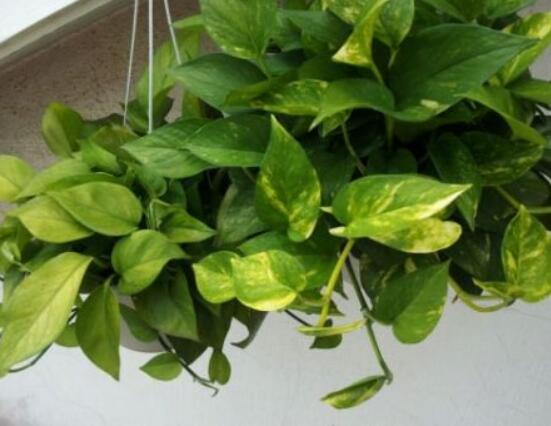 綠蘿不長葉原因，做好澆水、施肥、光照養(yǎng)護(hù)條件