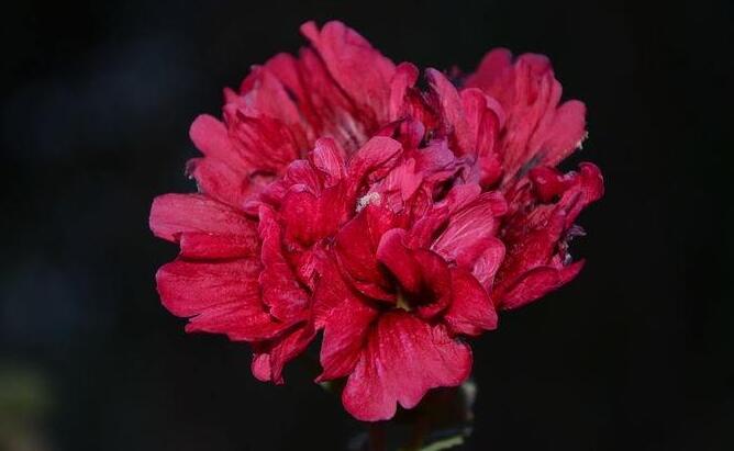怎么延長康乃馨的花期，需要從養(yǎng)殖中的四個方面入手