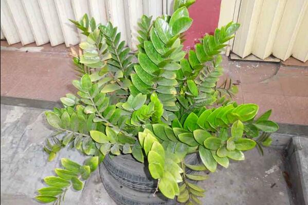 金錢樹長得太高怎么辦，適當修剪并加強管理