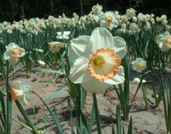 洋水仙土培好還是水培好，土培存活率高、水培易爛根