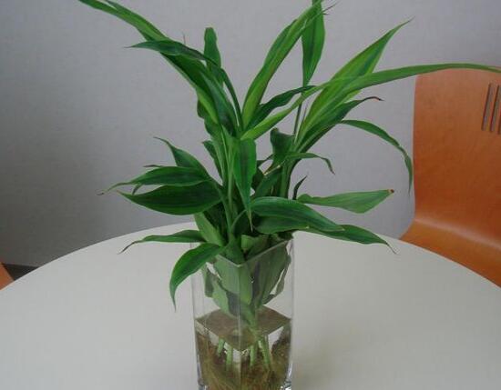 富貴竹花語是什么，富貴竹養(yǎng)幾根才最好