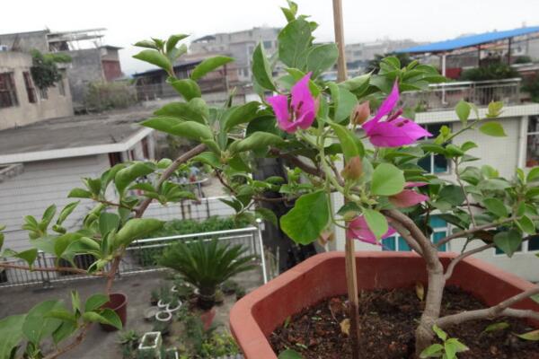 三角梅掉葉子怎么辦，先分析原因然后進(jìn)行處理