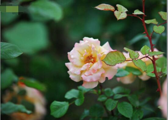 月季為何只長枝條而不開花，四種原因以及解決辦法