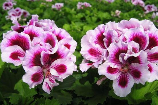 天竺葵可以水培嗎，天竺葵水培方法