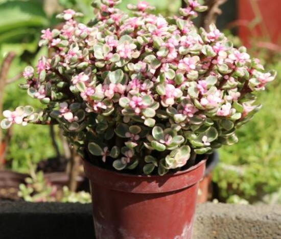 雅樂(lè)之舞為什么不紅，做好合適盆土/保持充足光照