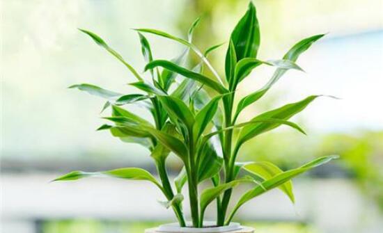 富貴竹怎么澆水，教你兩種最簡單的好方法(土培與水培)