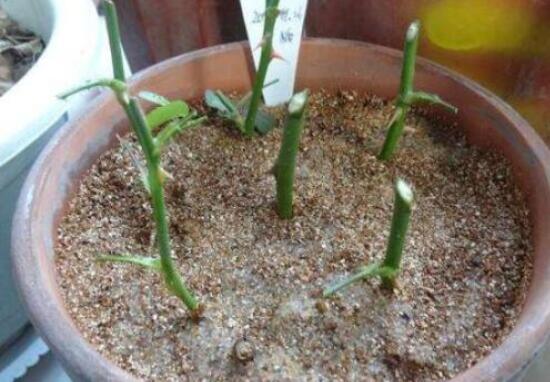 月季花的扦插懶人方法，教你兩種最簡單繁殖方法(土插與水插)