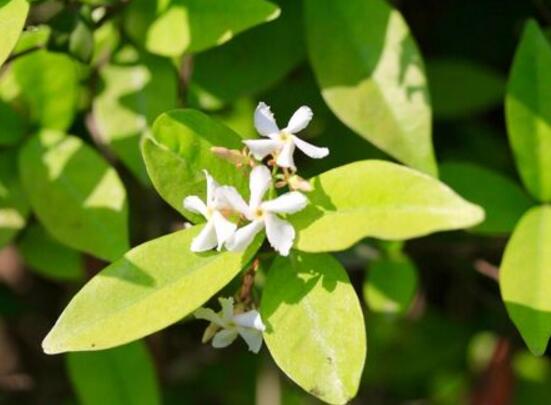 風(fēng)車茉莉怎么養(yǎng)，教你八個(gè)方法養(yǎng)的郁郁蔥蔥