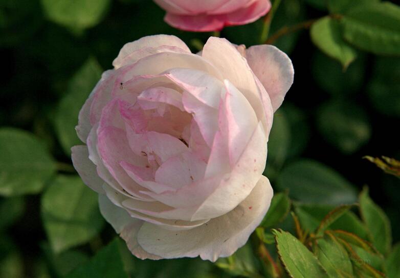 月季什么時(shí)候開花，開花時(shí)要注意四個要點(diǎn)