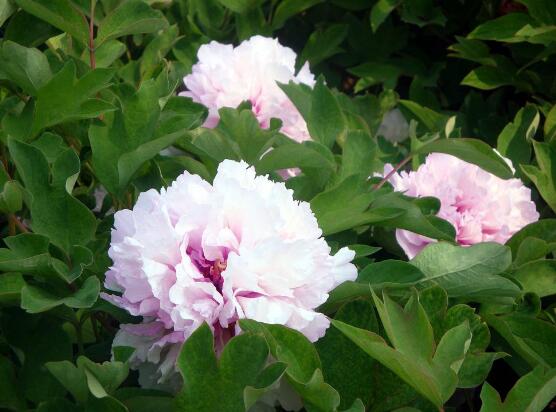 牡丹花有毒嗎，牡丹花可以在室內(nèi)養(yǎng)嗎