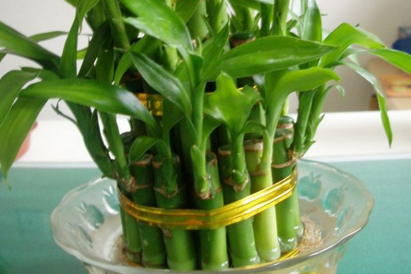 水養(yǎng)富貴竹加白醋行嗎，只能加1~3滴不含鹽分的白醋