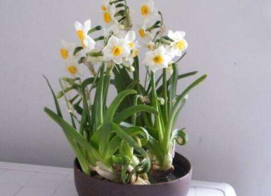 水仙花如何沙養(yǎng)，做好這五個基本要點便枝繁葉茂、花開爆盆