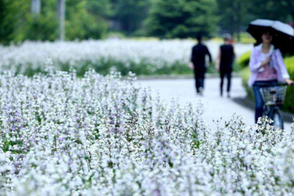 釣鐘柳怎么養(yǎng)殖，不能使用酸性土壤進行養(yǎng)護