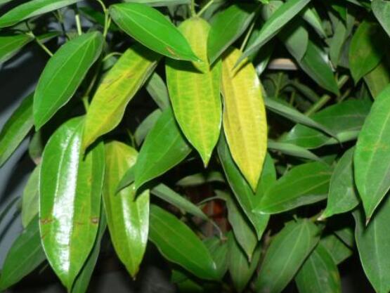 平安樹葉子發(fā)黃掉落怎么辦，教你四種解決辦法快速恢復(fù)生機(jī)