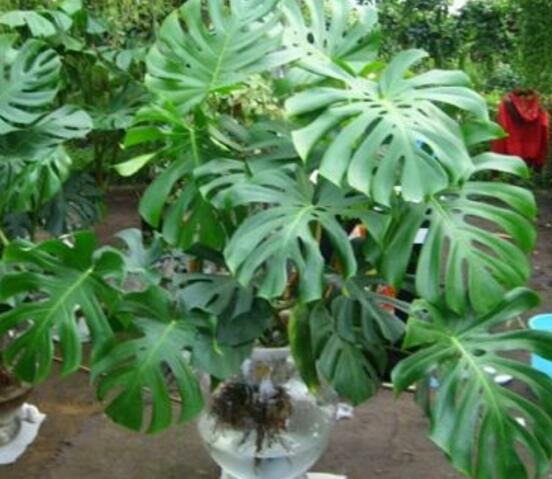 龜背竹可以水培嗎，龜背竹水培方法