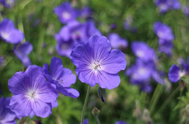 天竺葵的扦插方法，合理的選擇插條最重要