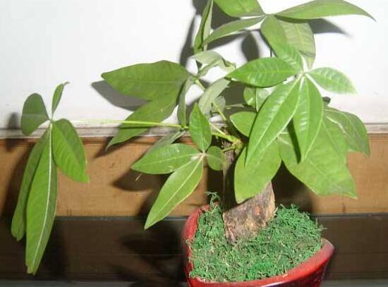 發(fā)財樹盆栽怎么養(yǎng)，小發(fā)財樹盆景圖片大全
