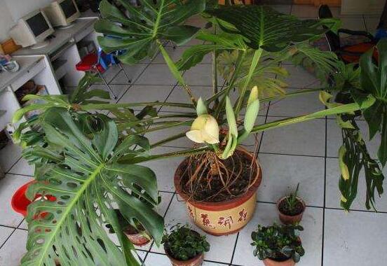 龜背竹用深盆還是淺盆，透氣性強(qiáng)深盆為主(陶盆/紫砂盆/泥瓦盆)