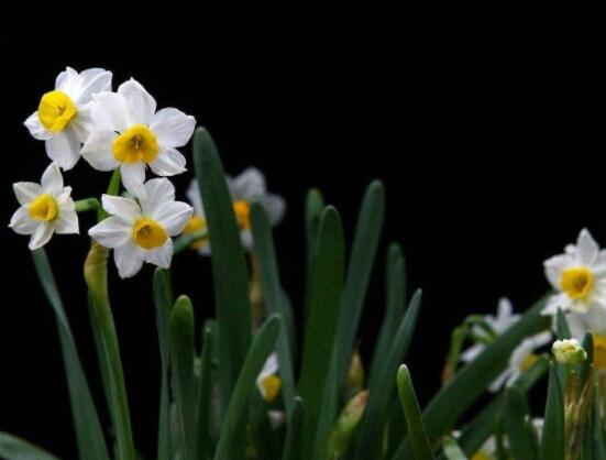 水仙花水培養(yǎng)殖方法，教你三種簡(jiǎn)單可行的方法